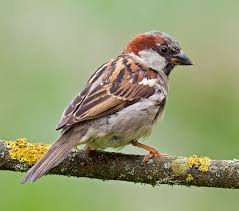 Image result for Passer domesticus