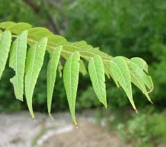 Attēlu rezultāti vaicājumam “Juglans x sinensis leaf”