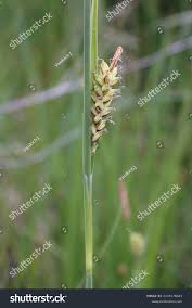 Attēlu rezultāti vaicājumam “Carex panicea fruit”