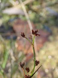 Attēlu rezultāti vaicājumam “Juncus articulatus”