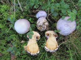 Attēlu rezultāti vaicājumam “Cortinarius traganus”