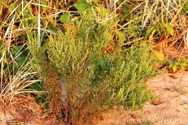 Image result for Artemisia caudata