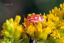 Attēlu rezultāti vaicājumam “Carpocoris sp. nymph”