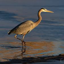 Image result for heron