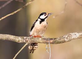 Attēlu rezultāti vaicājumam “Dendrocopos major female”