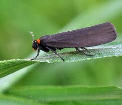 Attēlu rezultāti vaicājumam “Atolmis rubricollis”