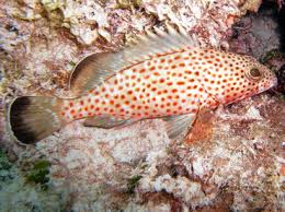 Image result for Epinephelus guttatus
