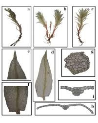 Attēlu rezultāti vaicājumam “Didymodon tophaceus sporophyte”