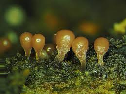 Attēlu rezultāti vaicājumam “Hemitrichia clavata stalked”