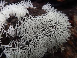 Attēlu rezultāti vaicājumam “Cribraria rubiginosa macro”