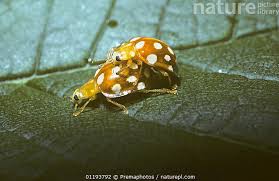 Attēlu rezultāti vaicājumam “Halyzia sedecimguttata”