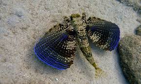 Image result for Dactylopterus volitans