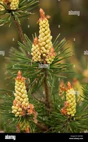 Attēlu rezultāti vaicājumam “Pinus pumila male flower”