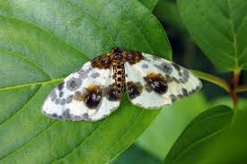 Attēlu rezultāti vaicājumam “Abraxas sylvata”