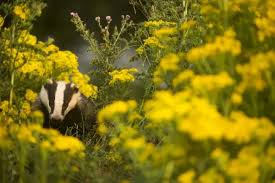 Attēlu rezultāti vaicājumam “Meles meles adult”