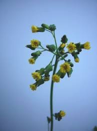 Attēlu rezultāti vaicājumam “Crepis tectorum flower”