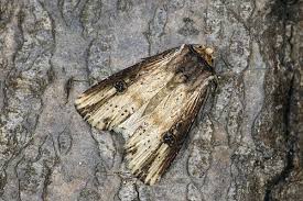 Attēlu rezultāti vaicājumam “Axylia putris”