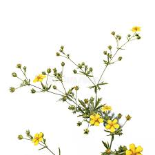 Attēlu rezultāti vaicājumam “Potentilla argentea bud”