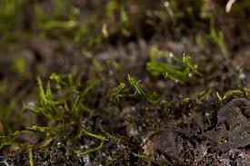 Attēlu rezultāti vaicājumam “Pseudoleskeella nervosa”