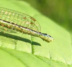 Attēlu rezultāti vaicājumam “Comatricha fragilis stalked”