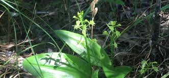 Attēlu rezultāti vaicājumam “Liparis loeselii leaf”