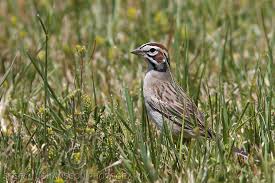 Image result for Chondestes grammacus