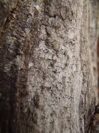 Attēlu rezultāti vaicājumam “Calicium salicinum”