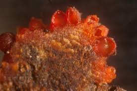 Attēlu rezultāti vaicājumam “Nectria sp., Neonectria sp.”