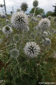 Attēlu rezultāti vaicājumam “Echinops sphaerocephalus leaf”