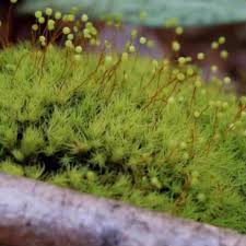 Attēlu rezultāti vaicājumam “Bartramia pomiformis”