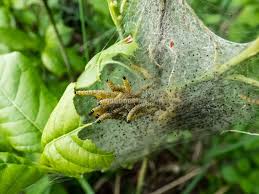 Attēlu rezultāti vaicājumam “Yponomeuta evonymella larva”