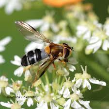 Attēlu rezultāti vaicājumam “Leucozona glaucia”