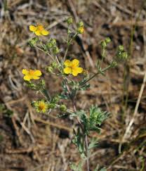 Attēlu rezultāti vaicājumam “Potentilla arenaria leaf”