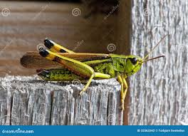 Attēlu rezultāti vaicājumam “Stethophyma grossum”