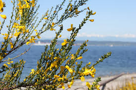 Image result for Cytisus scoparius