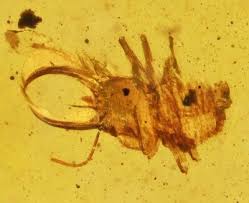 Attēlu rezultāti vaicājumam “Myrmeleontidae larva”