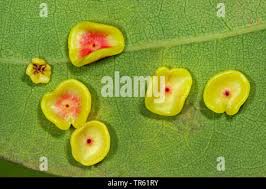 Attēlu rezultāti vaicājumam “Neuroterus albipes”