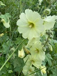 Image result for Alcea rugosa