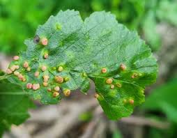 Attēlu rezultāti vaicājumam “Eriophyes laevis”