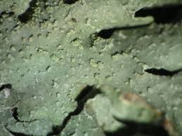 Attēlu rezultāti vaicājumam “Parmelia submontana”