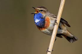 Attēlu rezultāti vaicājumam “Luscinia svecica”