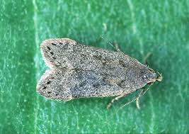 Attēlu rezultāti vaicājumam “Anacampsis blatariella”