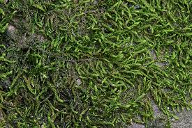 Attēlu rezultāti vaicājumam “Leskea polycarpa”