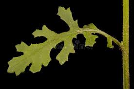 Attēlu rezultāti vaicājumam “Senecio vulgaris leaf”