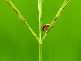 Attēlu rezultāti vaicājumam “Cribraria argillacea young”