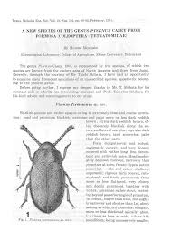 Attēlu rezultāti vaicājumam “Tetratomidae”