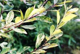 Attēlu rezultāti vaicājumam “Salix cinerea”