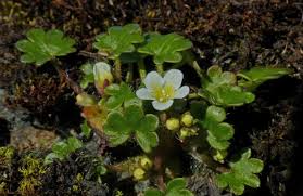 Attēlu rezultāti vaicājumam “Hydrophyllaceae”