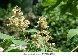 Attēlu rezultāti vaicājumam “Catalpa ovata flower”