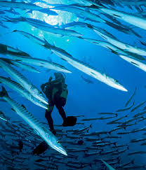 Image result for Dive Barracuda